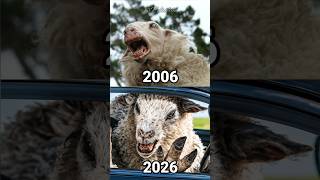 Ovejas TERROR