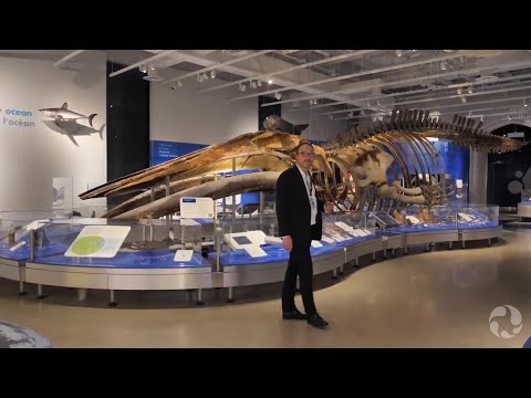 See a real blue whale skeleton and more in this virtual tour of our Water Gallery