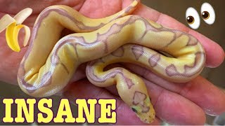 AMAZING CLOWN BALL PYTHON CLUTCH! Snakes for Sale