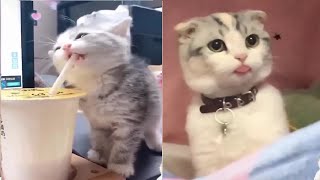 Cute Funny Cats | Try Not To Laugh | Funny Cat Videos Compilation #3 | Fun with Pets Tv by Fun with Pets Tv 288 views 3 years ago 7 minutes, 53 seconds