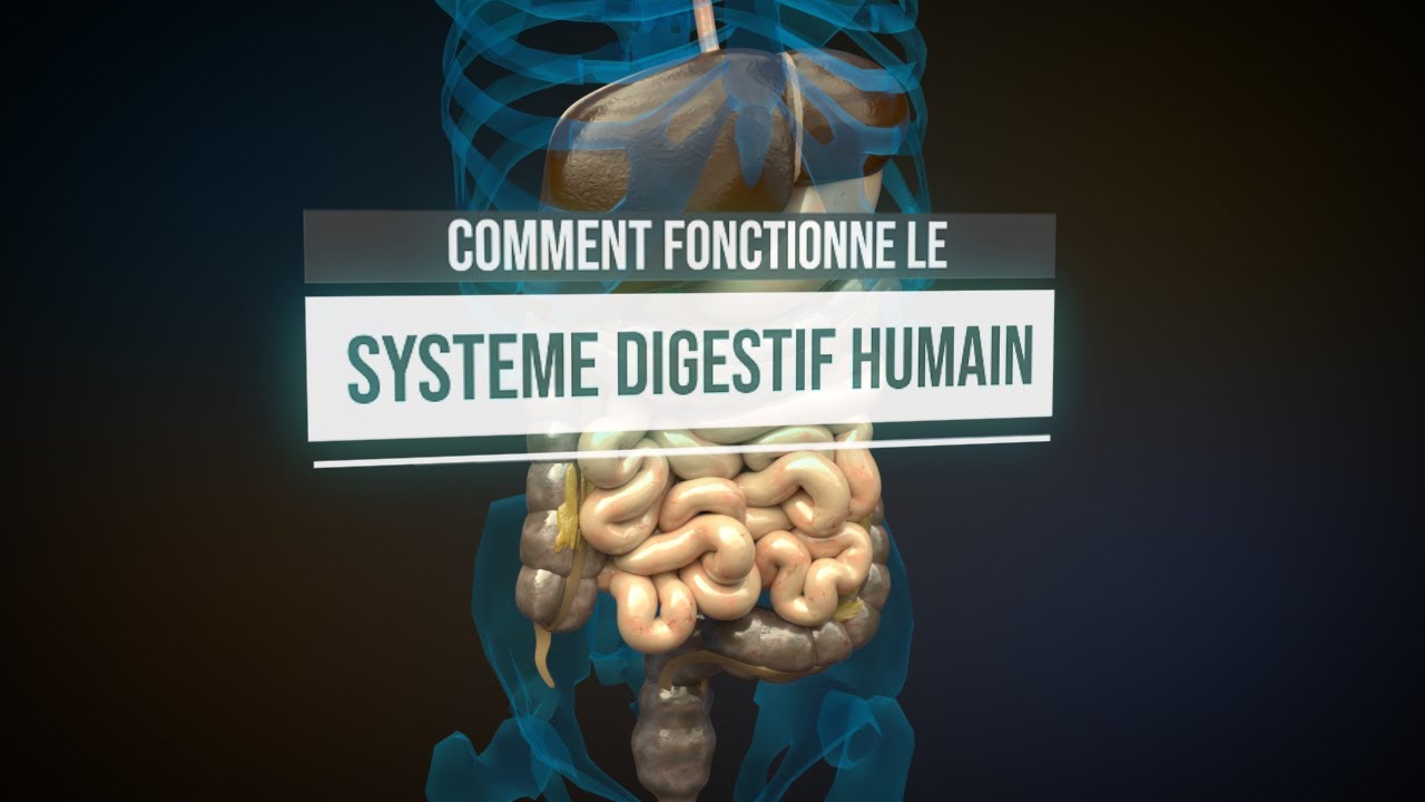 Comment fonctionne le systme digestif humain  Animation
