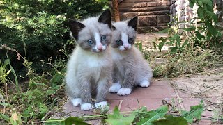 Who said woof? Kittens are like from a cartoon. Sheltered. Кто сказал Гав? by ShirliMur 1,452 views 1 year ago 8 minutes, 35 seconds