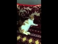 قوم دوام قوم