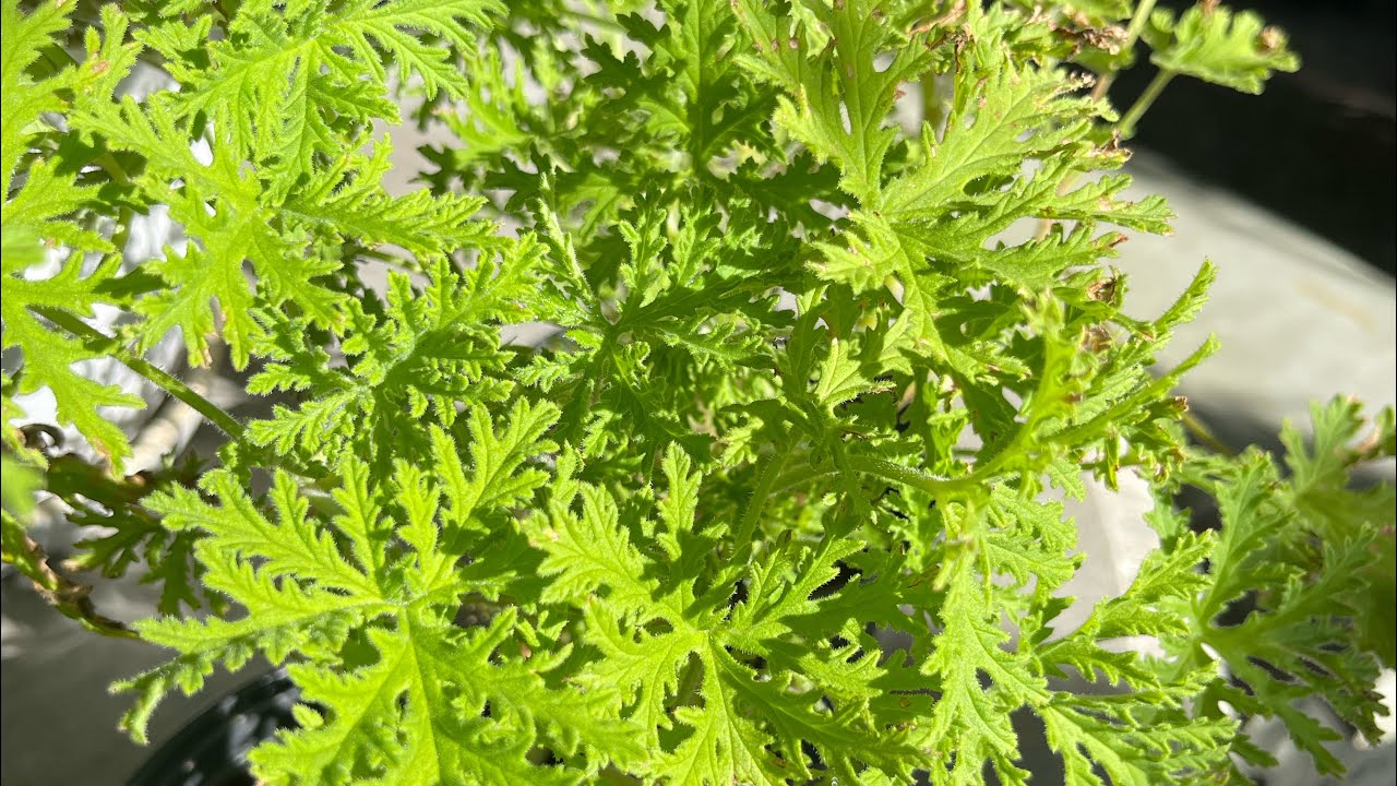 How To Use Citronella Plant As Mosquito Repellent