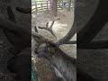Лось, ну будь оленем .Я тебя как человека прошу.