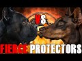 Cane Corso vs Doberman | Doberman vs Cane Corso | Fierce Protectors | Billa Boyka |