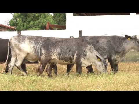 LOTE 14   PADRE BERNARDO