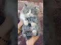QUALITY MALE KITTEN AVAILABLE #kitten #cat #cute #pets #petscare #kitty #explore #petlover #madurai