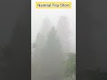 Nainital Trip Short Video ! #Fun #shorts #youtubeshorts #nainital #tourism
