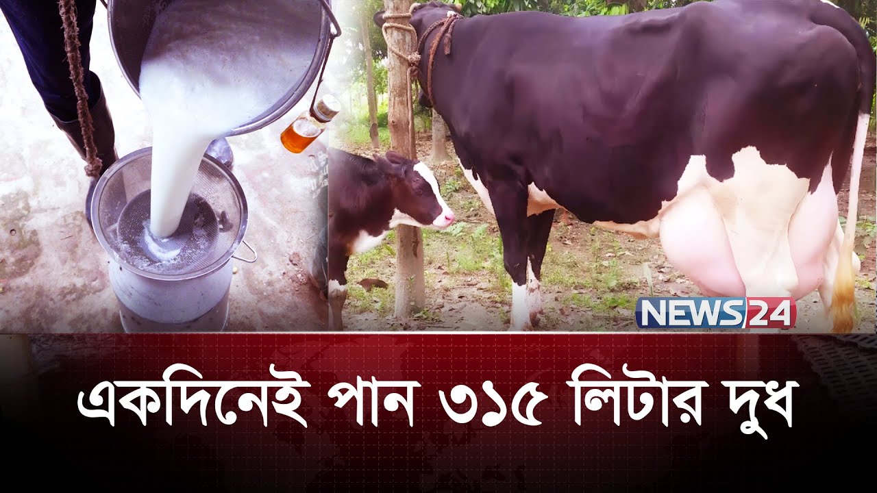 ২টি গরু থেকেই বাজিমাত, মাসে ৫ লাখ টাকায় দুধ বিক্রি | Dairy Farming | News24 Special
