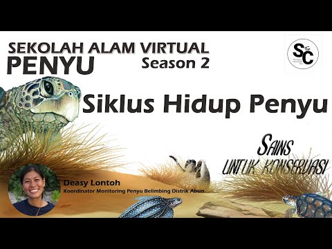 Siklus Hidup Penyu