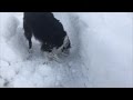 Border Collie Obsessive Compulsive Behavior with Rocks