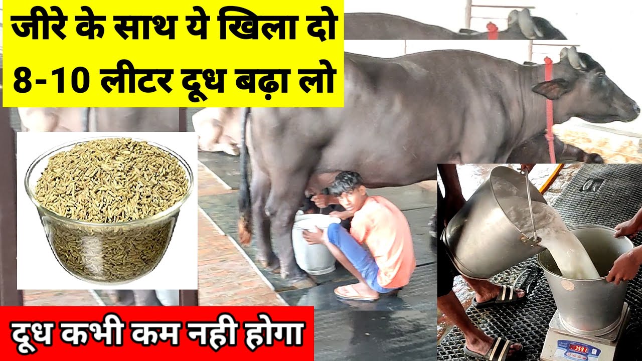 जीरे के साथ ये खिला दो, 8-10 लीटर दूध बढ़ा लो | How to increase milk | Shishpal Malik #dudh #milk