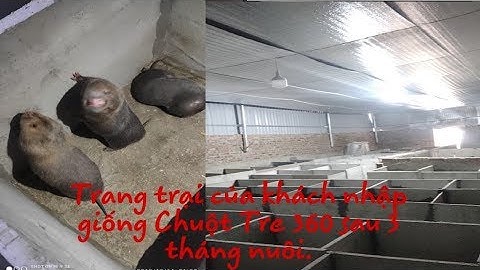 Dúi trung quốc | Dúi mốc đại | Khách bắt giống lần đầu nhưng tay nghề khá cứng | Chuột Tre 360