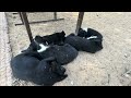 Cute puppies love