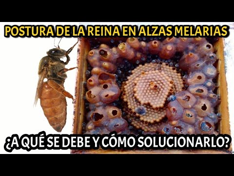¿Por qué la abeja reina llega a poner huevos en el ALZA MELARIA? hqdefault