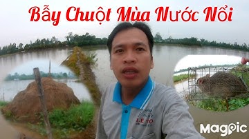 Cách Bẫy Chuột Đồng - Mùa Nước Nổi - Tèo Ngố TV. #93.