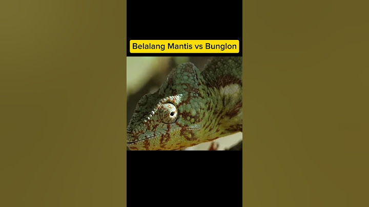 Belalang Mantis vs Bunglon
