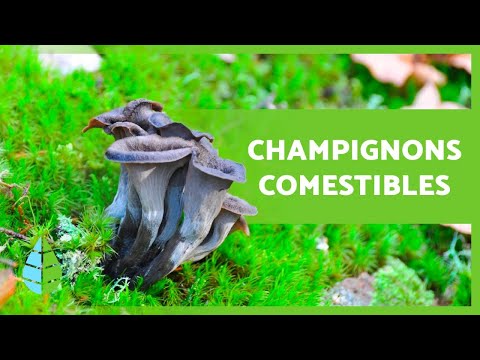 Vidéo: Comment Distinguer Un Champignon Comestible D'un Champignon Non Comestible