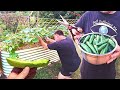 Space Saving EASY Climb Trellis || Cucumber &amp; Asparagus Pea