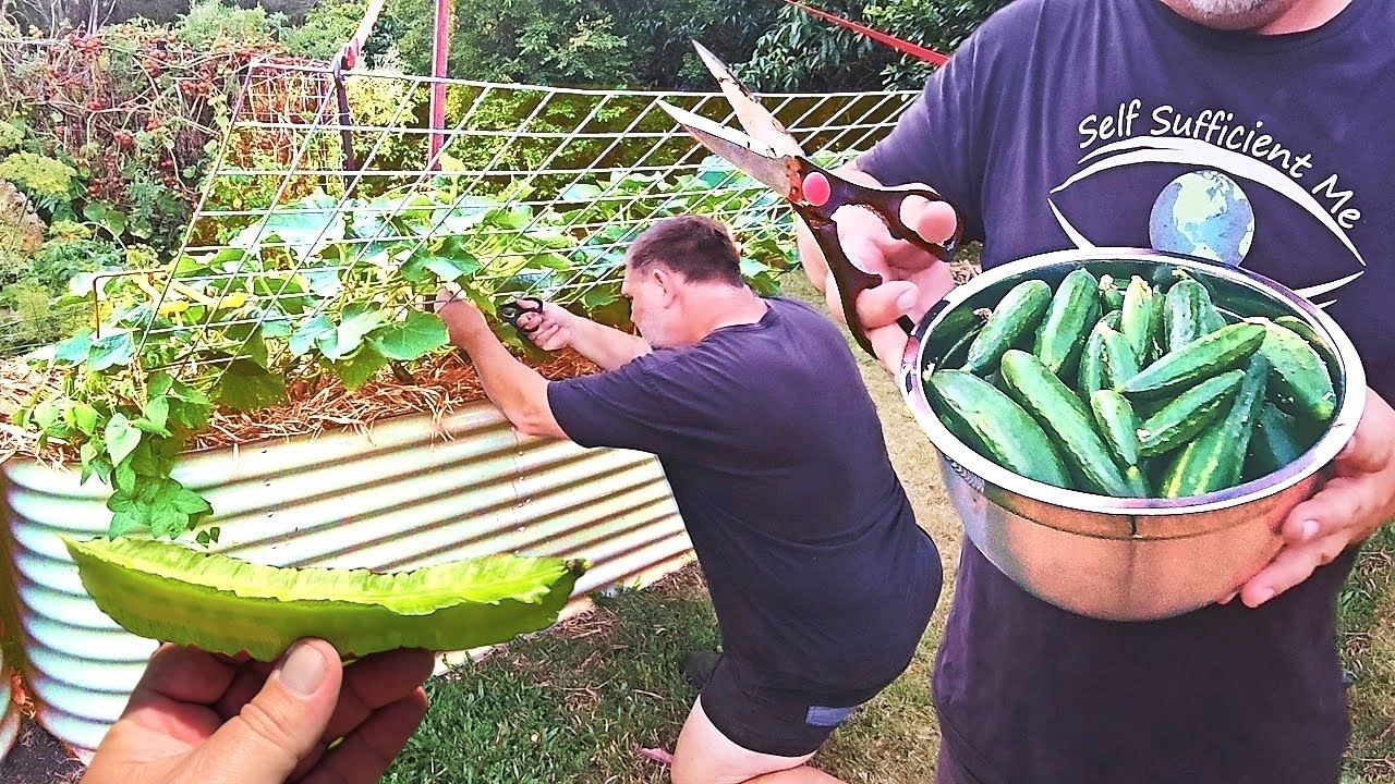 Space Saving EASY Climb Trellis || Cucumber & Asparagus Pea -Mark; 'Self Sufficient Me'