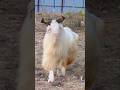 funny goat #funny_goat #goat #short #viral