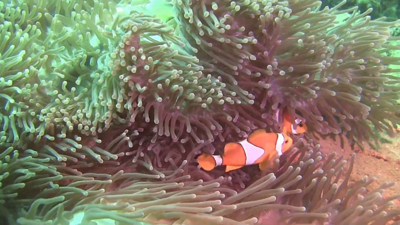 Diving in Andaman Sea 2018 YouTube