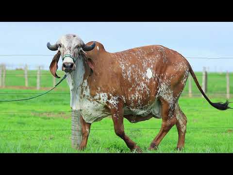 LOTE 16   LXG 21 ELA SOLTEIRA E PARIDA