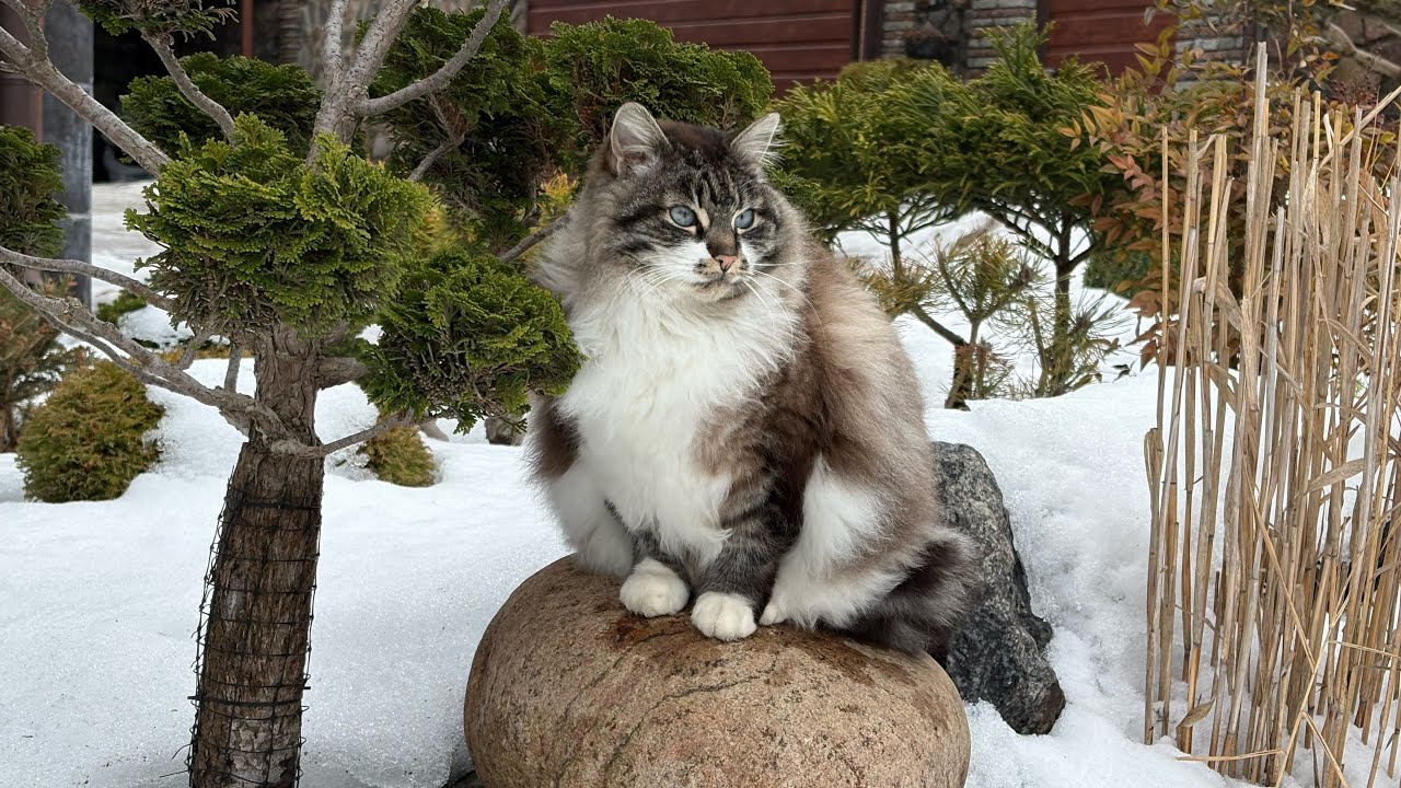 НАКОНЕЦ-ТО ИСЧЕЗАЮТ НАШИ СУГРОБЫ! КОШКА-МОДЕЛЬ!