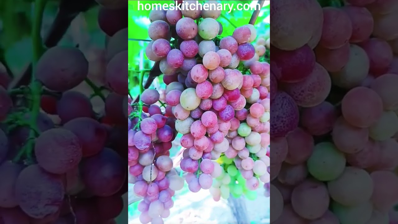 ripe grapes video, visit: 