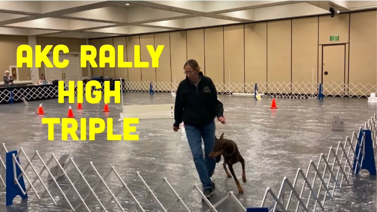 Doberman Rally High Triple Award at Doberman Extravaganza