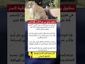 مخلوق يجمع بين هيبة الأسد وقوة النمر ملهمون 