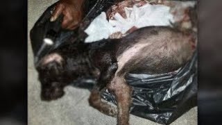 Missing Dog Walker Nicola Bulley Found Dead, What Happened To Nicola Bulley? Net Worth