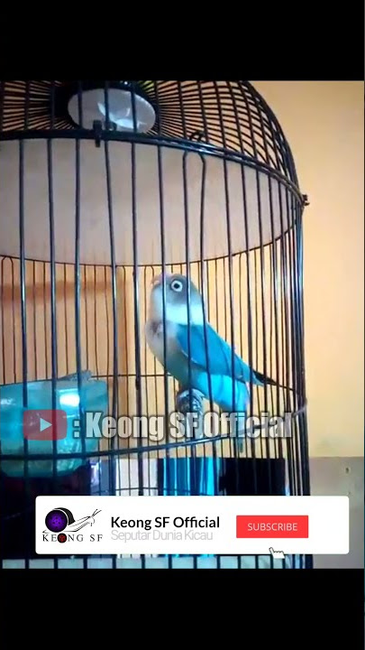KENARI SEKARANG BENTUK NYA ANEH YA..?? | LOVEBIRD ISIAN KENARI 👍
