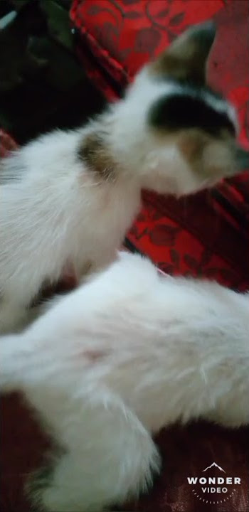Those are Leya & Lili.