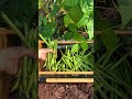 ASMR Garden Harvest 👩🏻‍🌾 #shorts