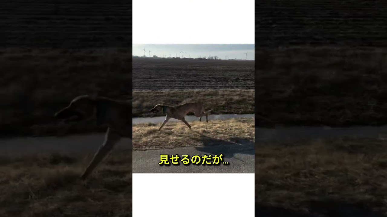 この速度…ヤバすぎる