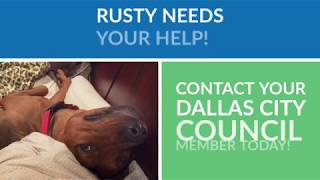 Rescue Dallas Pets Alive's Rusty!