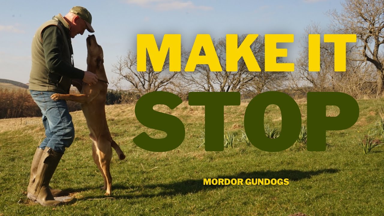 ПРЕКРАТИТЕ прыжки вашей собаки! 3 трюка, которые работают ВСЕГДА