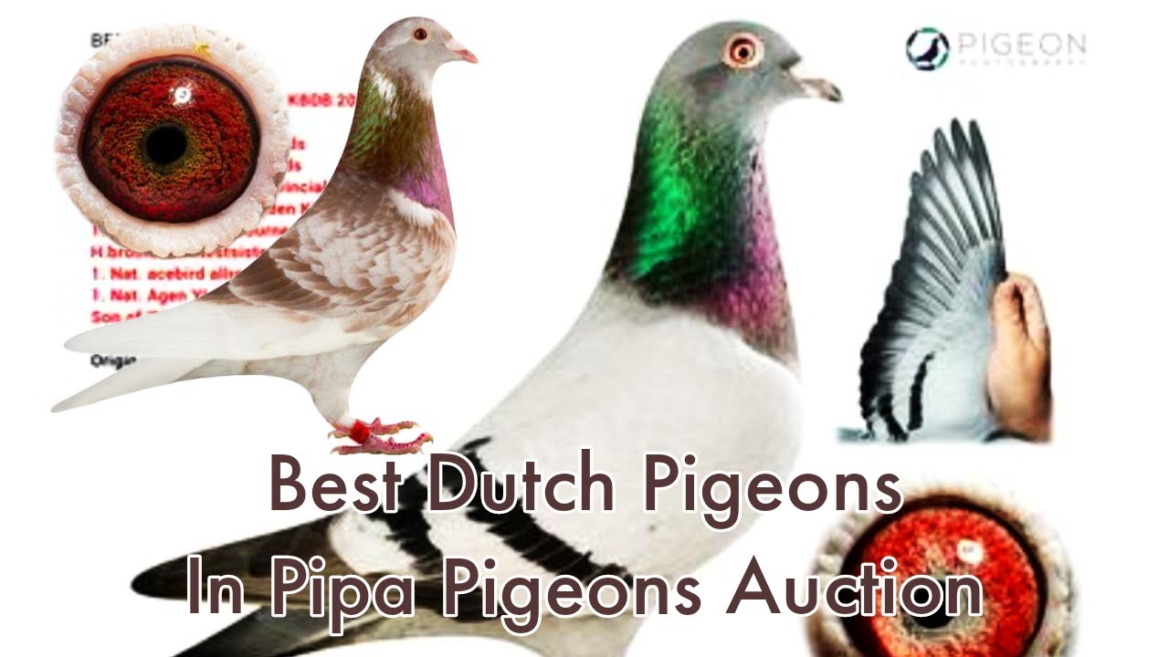 Dutch Racing Pigeons Best Dutch Pigeons One Of The Best Racing Pigeon Bloodline For Sale In ...