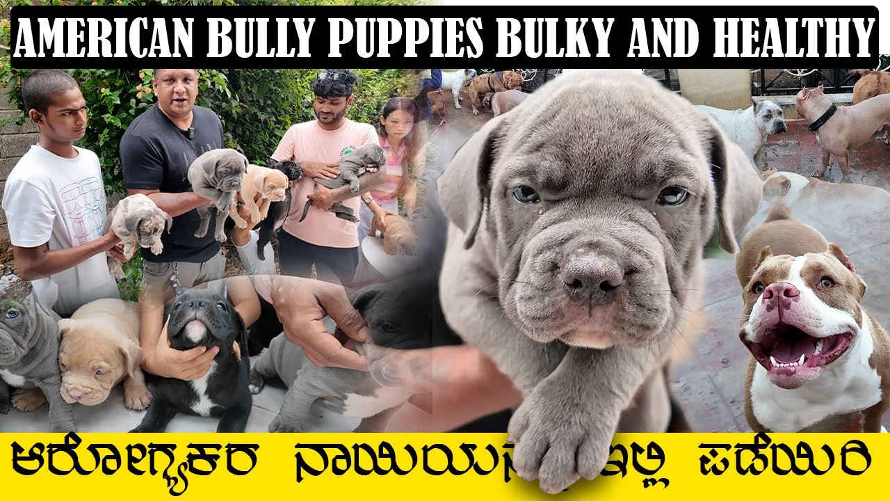 Puppies For Sale ||Best American Bully For Sale In Bangalore || Top Quality