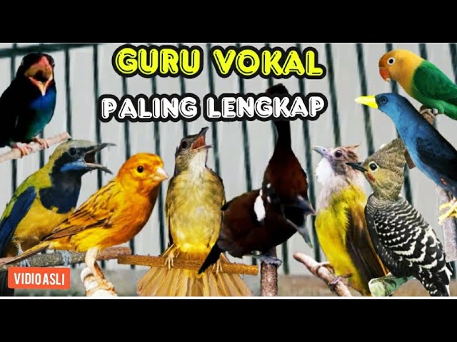 GURU VOKAL  PALING LENGKAP || untuk murai batu trotolan , durasi panjang ( berjedah ) class=