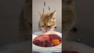 The daily meals of the indigenous people#Cute cat#Cute pet cat#Everything Is Lovely
