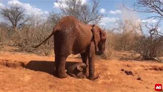 Dust bath for baby elephant [Best Video Clip 2019 entry] Resimi