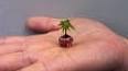 The Enchanting World of Bonsai: A Guide to the Art of Miniature Trees ile ilgili video