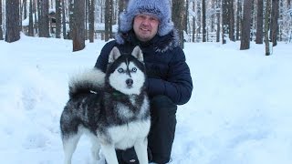ХАСКИ ЛЭНД. #кемерово. #эмоции, #любовь,# здоровье ХАСКИ ЛЭНД. #кемерово. #эмоции, #любовь,# здоровье