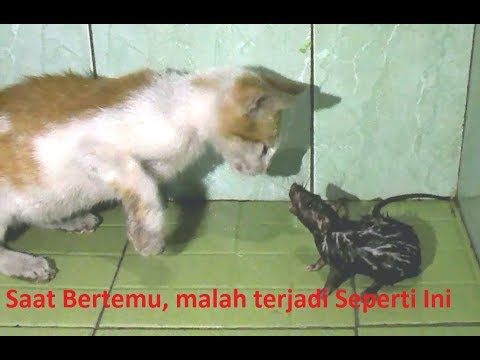 Saat Tikus besar Bertemu dengan Anak Kucing - Menggelikan - malah terjadi hal beginian Saat Tikus besar Bertemu dengan Anak Kucing - Menggelikan - malah terjadi hal beginian