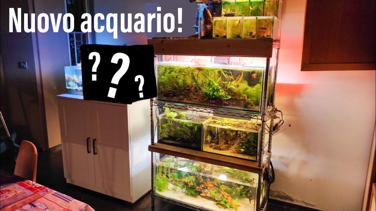 NUOVO ACQUARIO MARINO - Ep. 1 - YouTube
