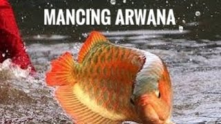 Mudahnya Memancing Ikan Arwana