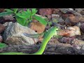 COBRA VERDE COMENDO LAGARTO CALANGO